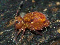 Globular Springtail